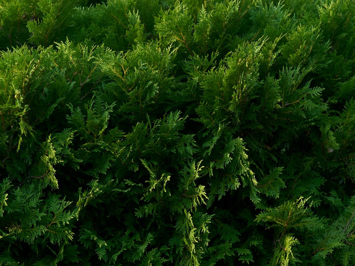 Hedge trimming & shaping